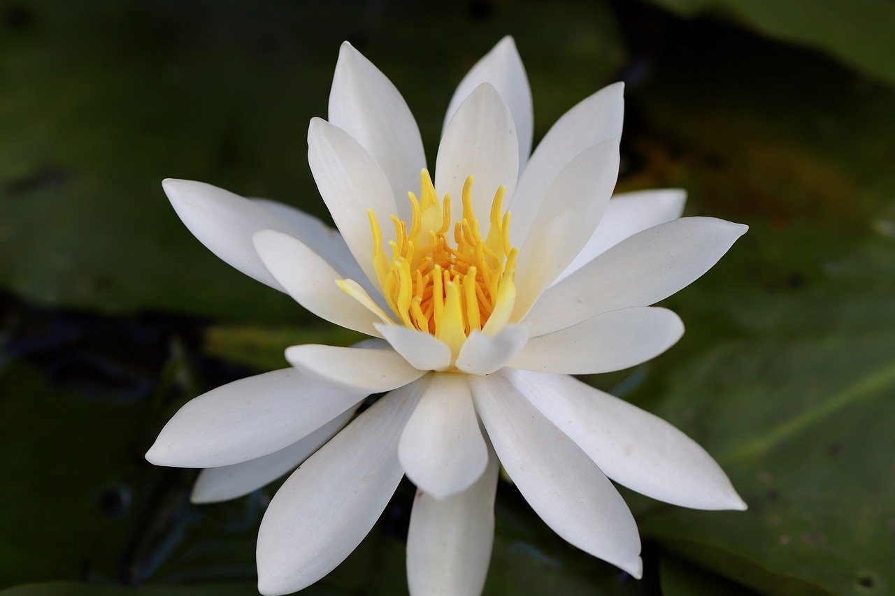 water lily, petals, white flower